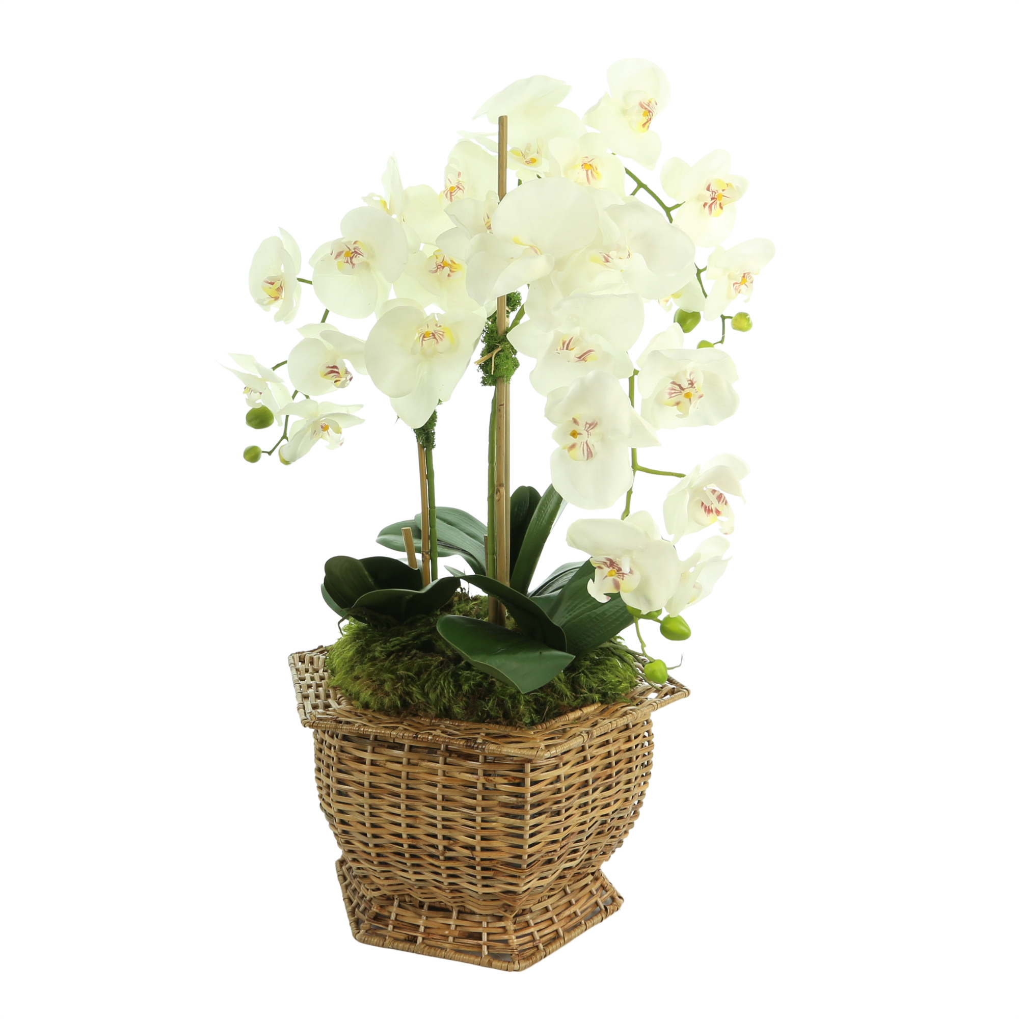 3 Stem White Orchid in Wicker Hexagon Planter