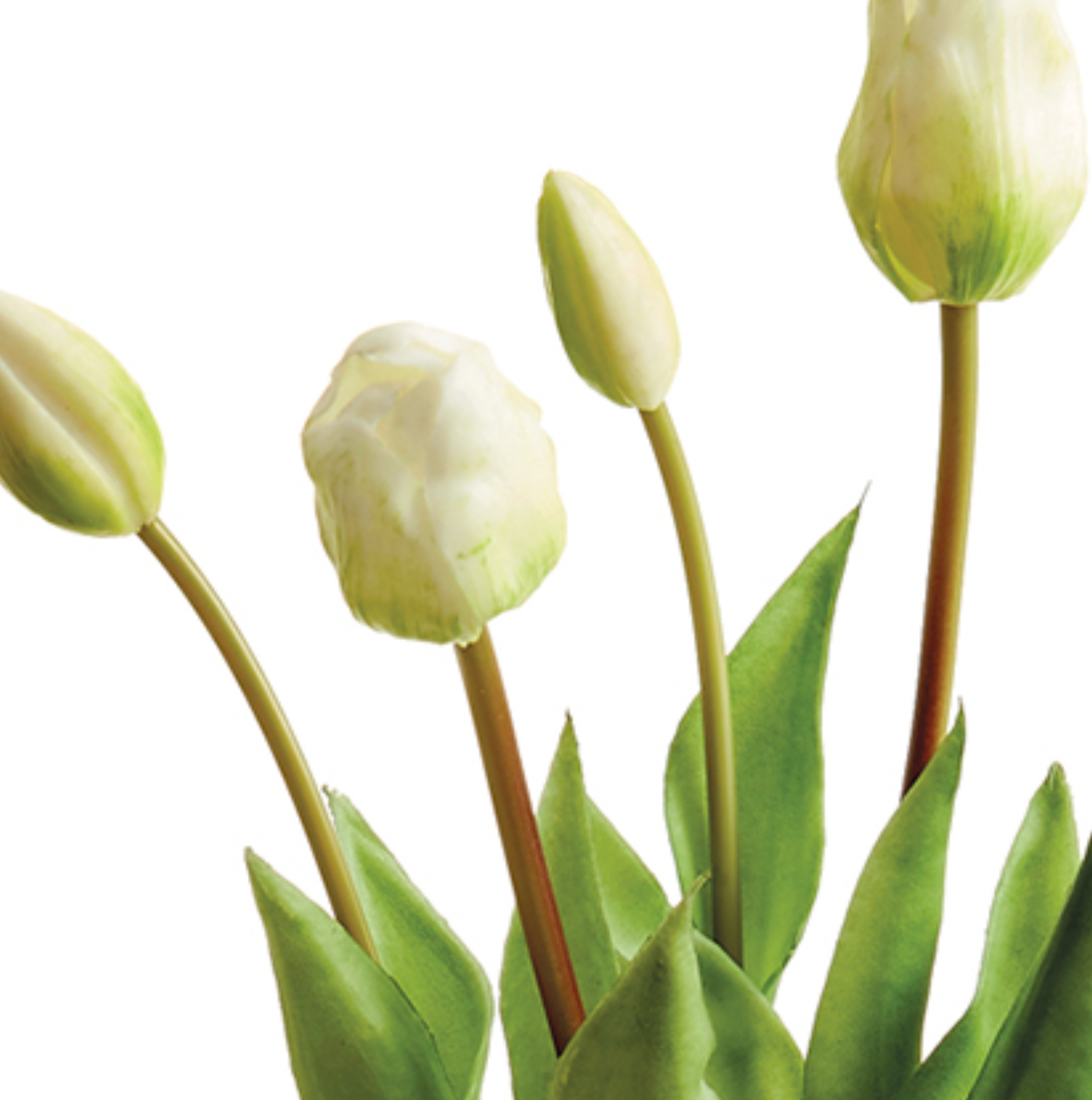 Gorgeous lifelike cream  tulip clusters (box of 6 clusters)