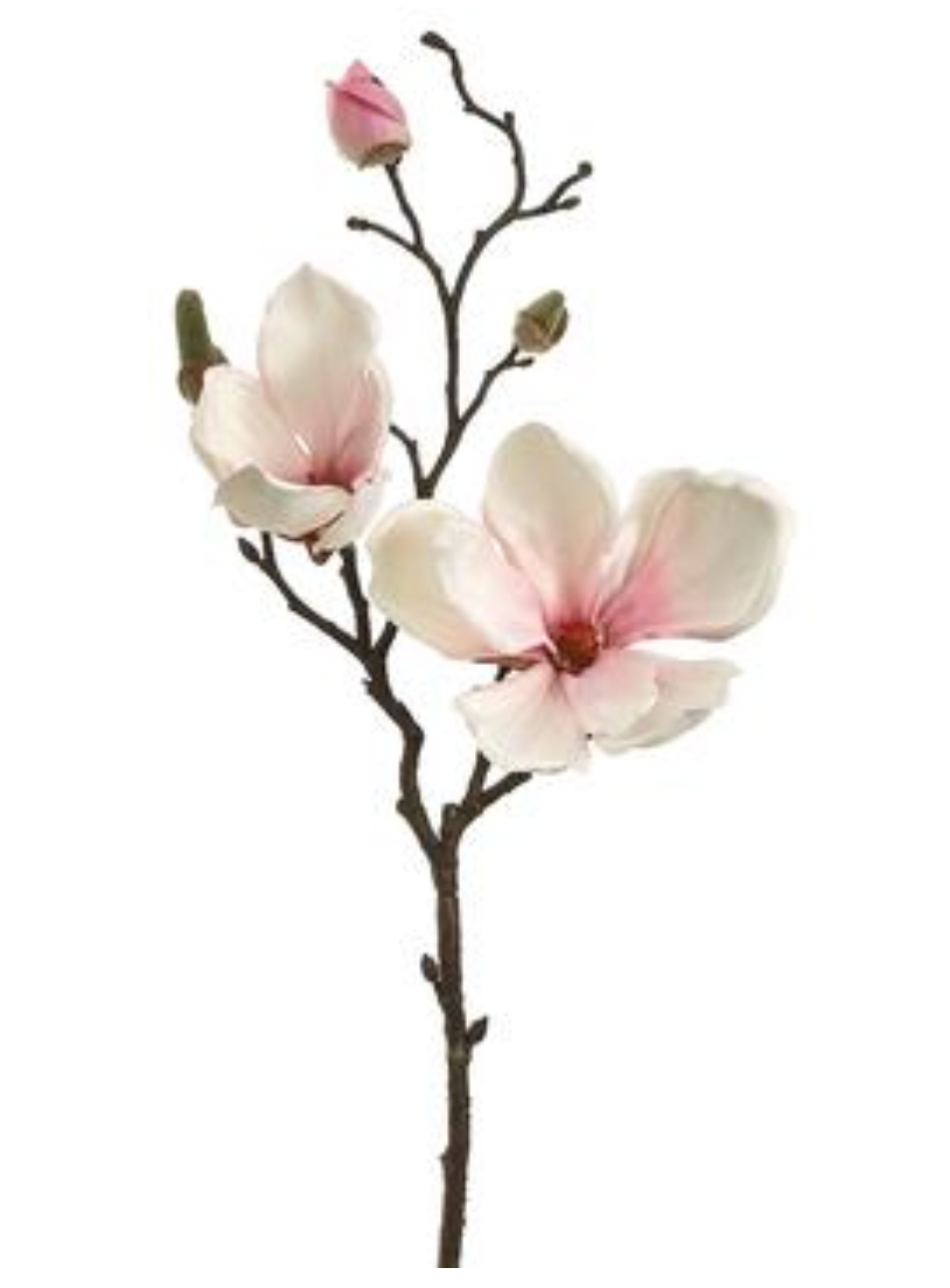 Stunning pale pink magnolia branches (box of 12)