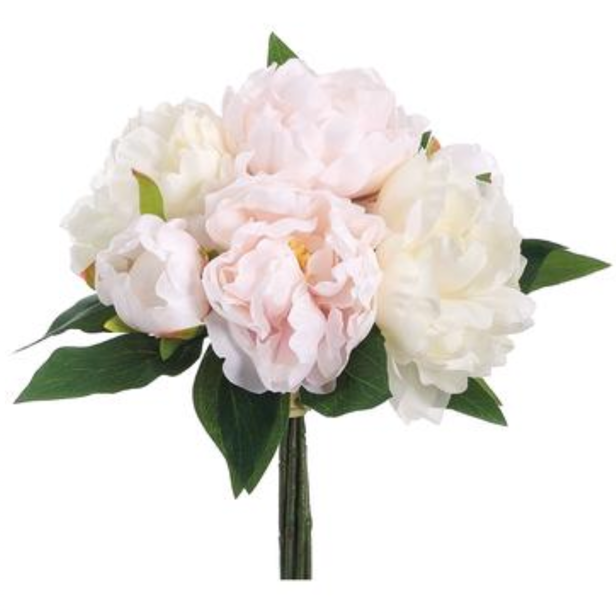 CAT WHISKERS' Itoh Peony (Paeonia x intersectional 'cat