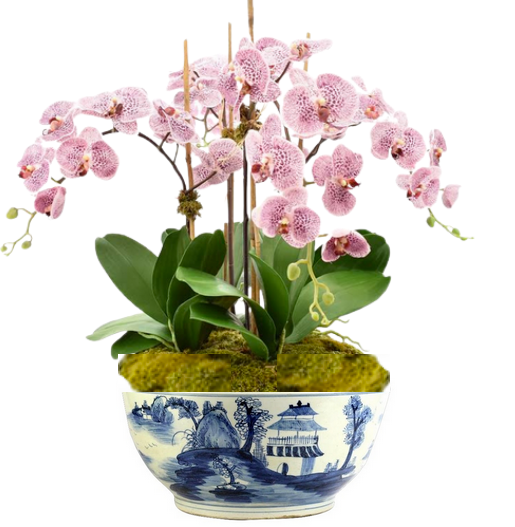 5 Stem Pink Orchid in Porcelain Village Scene Bowl