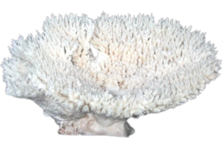 Large Table Coral