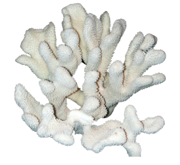 Paw Coral