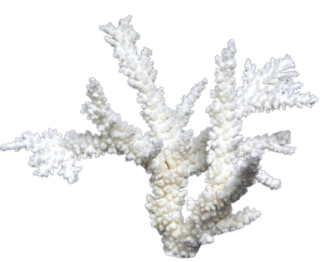 Branch Coral