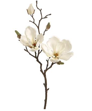 Stunning cream magnolia branches (box of 12)