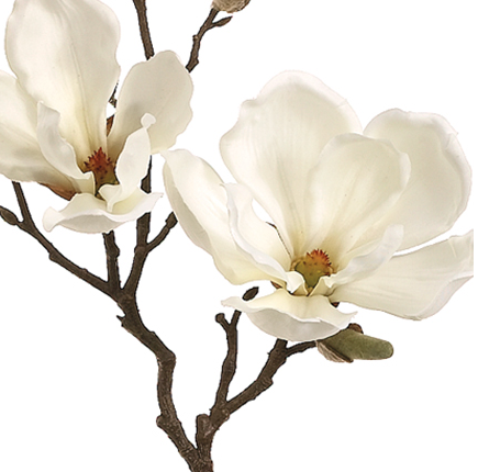 Stunning cream magnolia branches (box of 12)