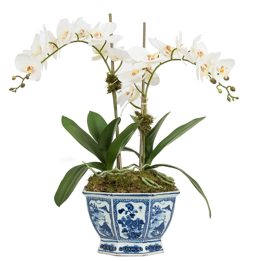 Two Stem Orchid in Mid Size Hexagon Planter