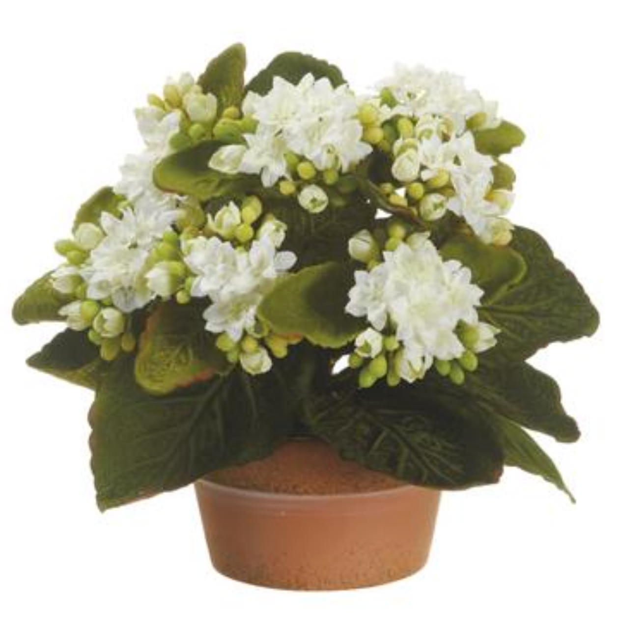 Fabulous potted lifelike white kalanchoe (box of 4)