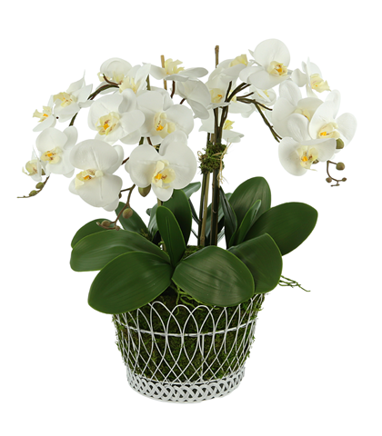 Beautiful large four stem white orchid in French wire basket