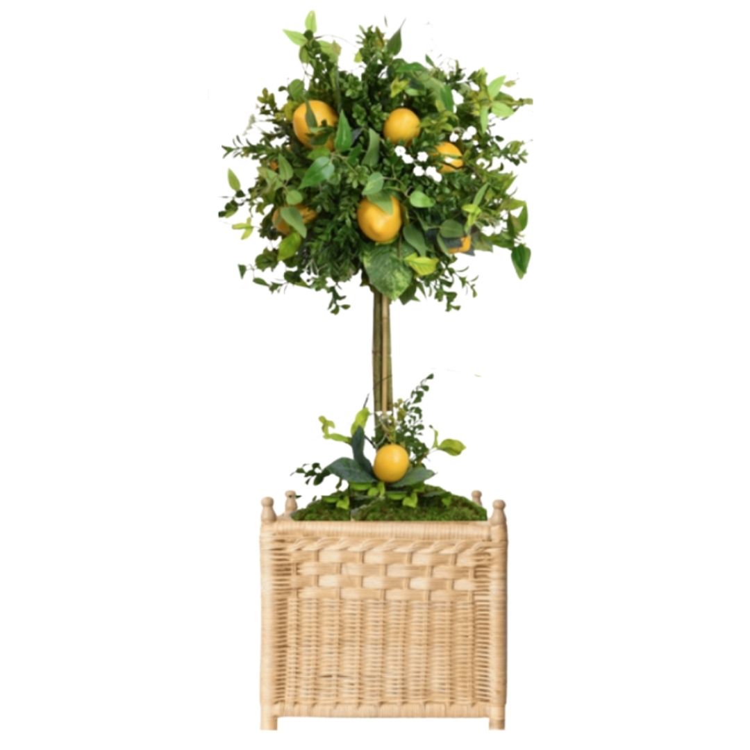 Lemon Topiary in Large Wicker Square Planter