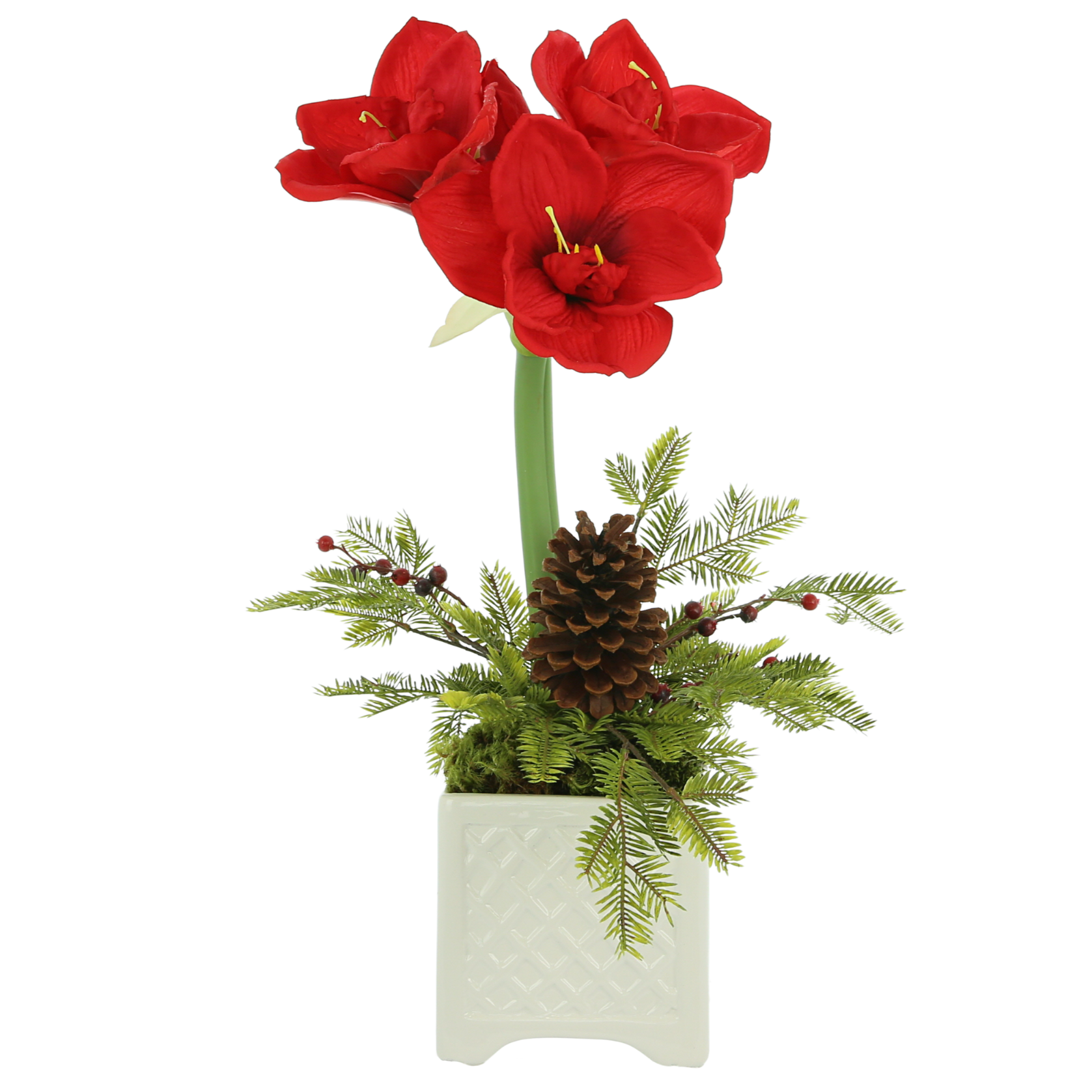 Red Amaryllis in White Lattice Planter