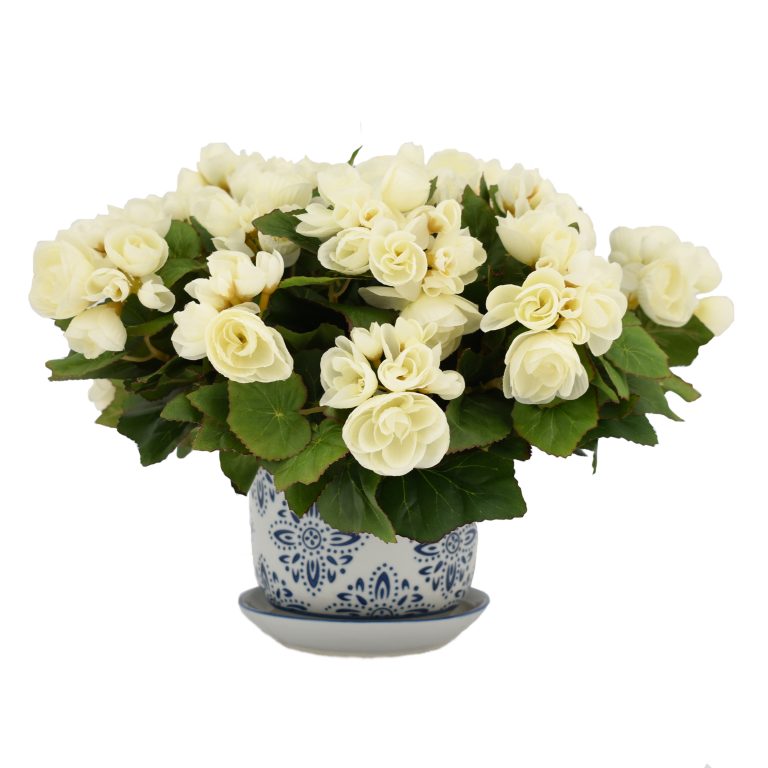 White Begonias in Darling Blue and White Planter