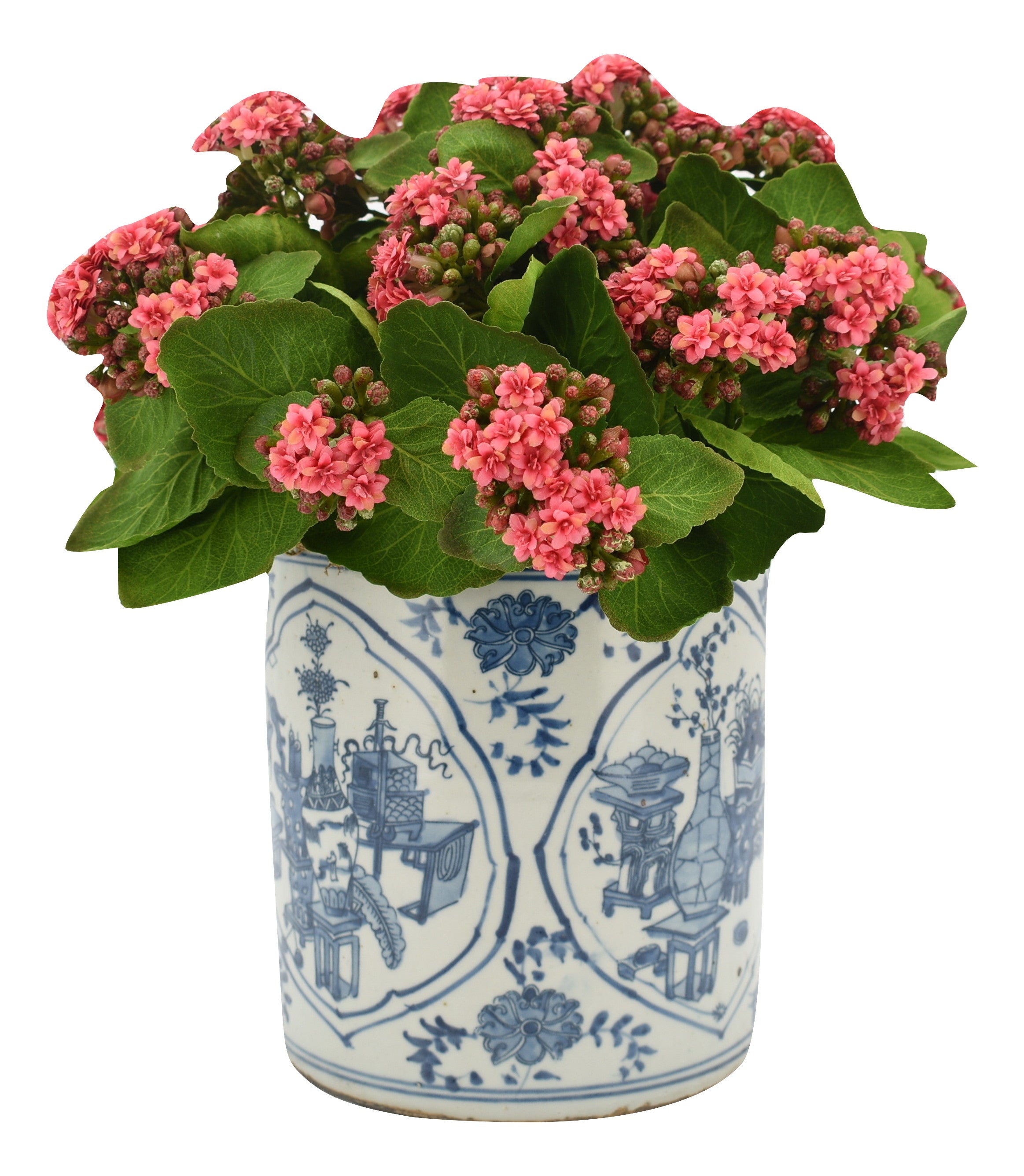 Pink Kalanchoe in Porcelain Round Planter