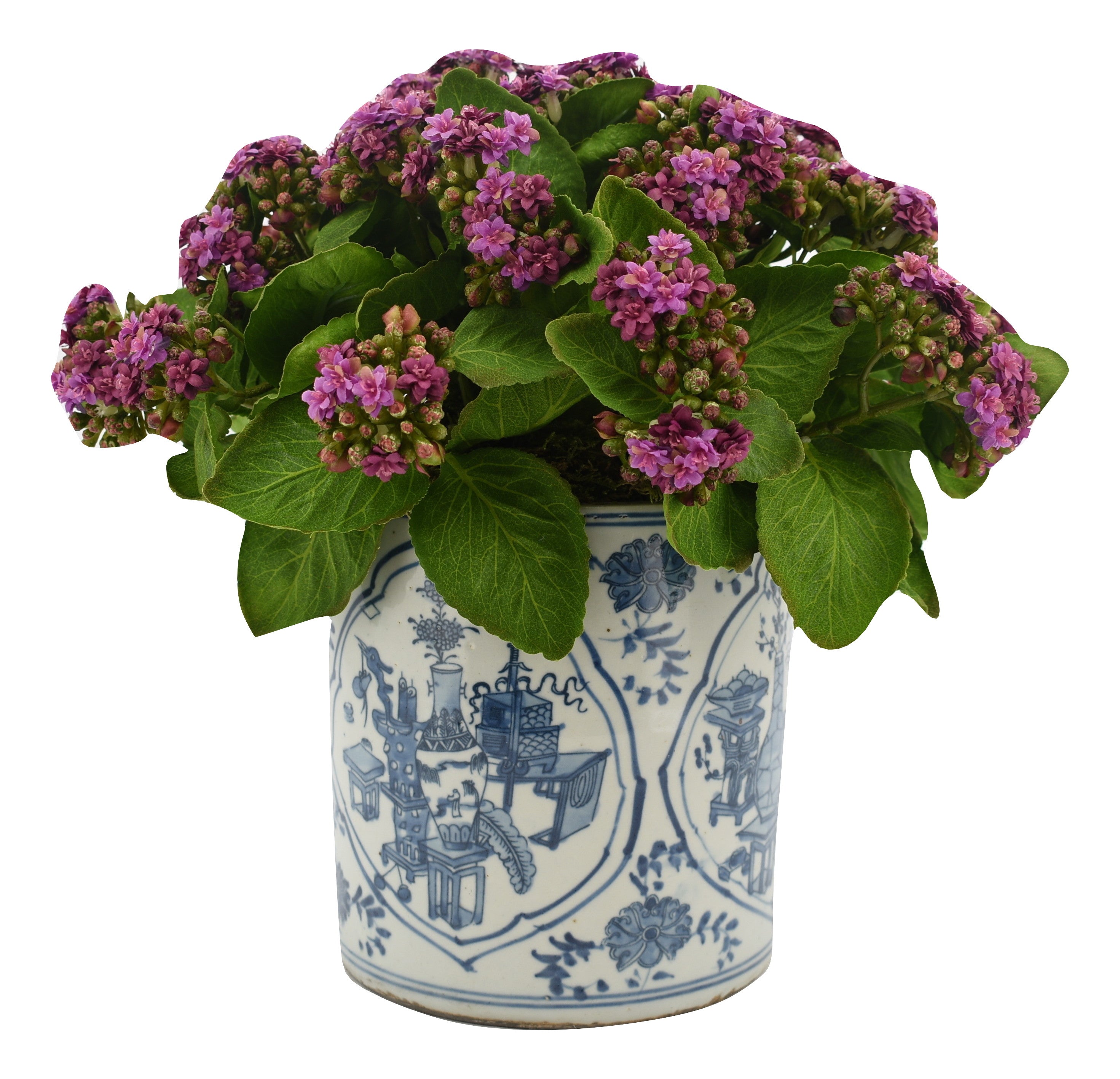 Purple Kalanchoe in Porcelain Round Planter