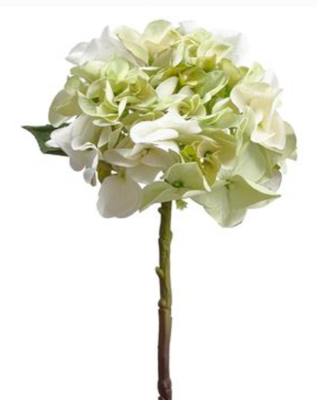 White/Green Hydrangea (Box of 12)