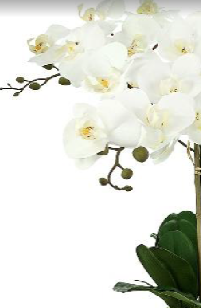 Incredible four stem white orchid in dragon porcelain planter