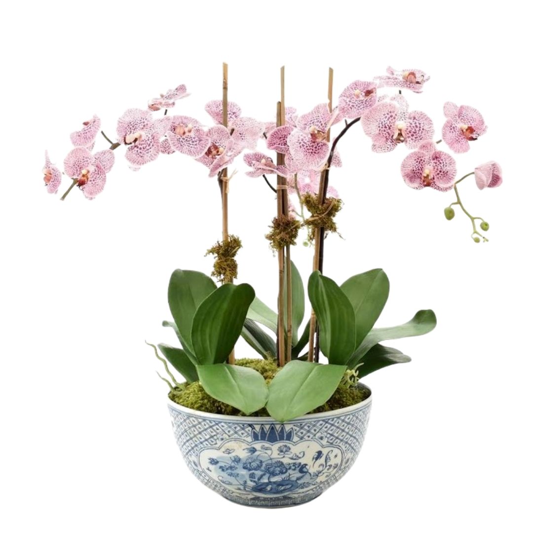 Incredible three stem pink/purple orchid arrangement in trellis porcelain bowl