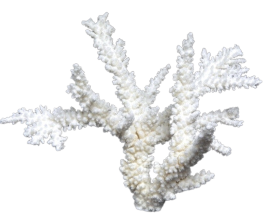 Amazing large Branch coral (3 sizes)