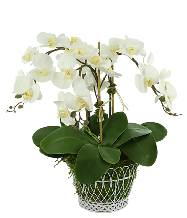 Beautiful midsized three stem white orchid in French wire basket 
