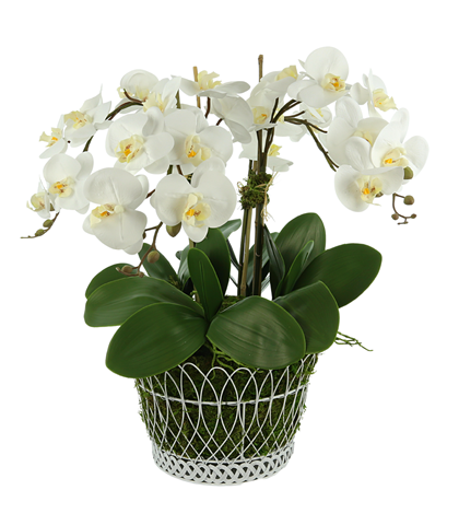 Beautiful large four stem white orchid in French wire basket 